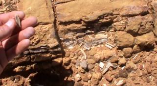 Mikael Siversson hand holding a piece of fossilised wood in the Australian outback